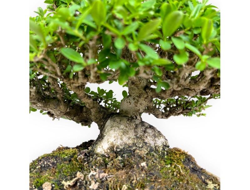 Ligustrum - Troène - 27 cm