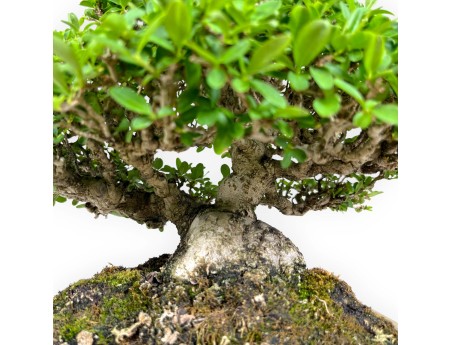 Ligustrum - Troène - 27 cm