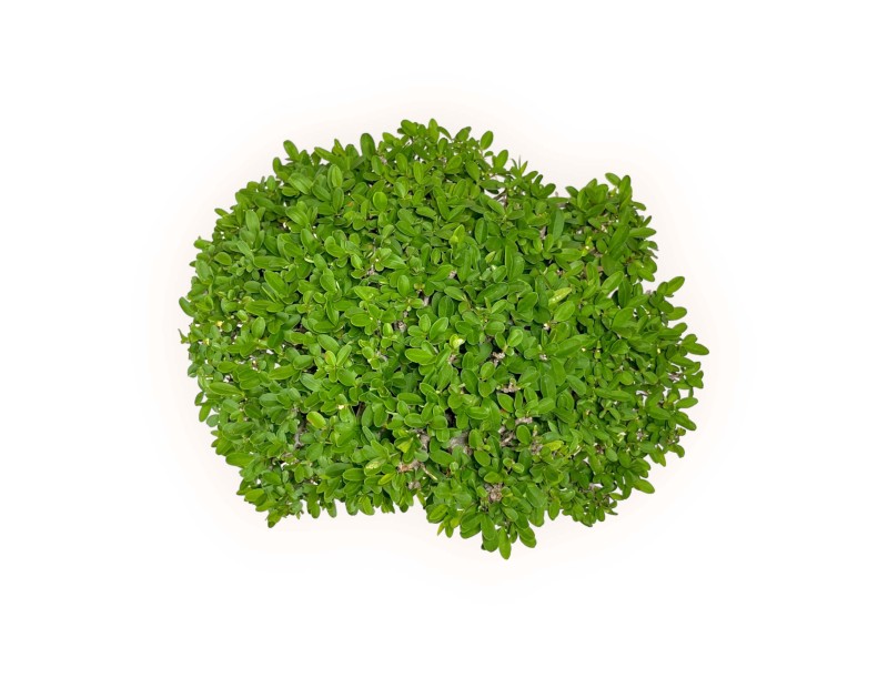 Ligustrum - Troène - 27 cm