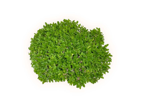 Ligustrum - Ligustro - 27 cm