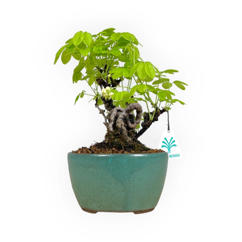 Akebia Quinata - 21,5 cm