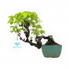 Akebia Quinata - 21,5 cm