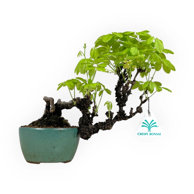 Akebia Quinata - 21,5 cm