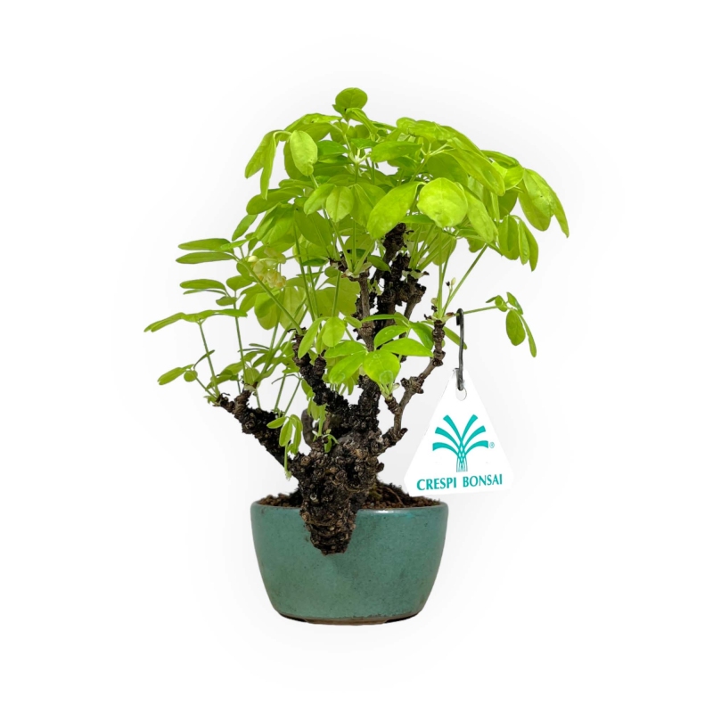 Akebia Quinata - 21,5 cm