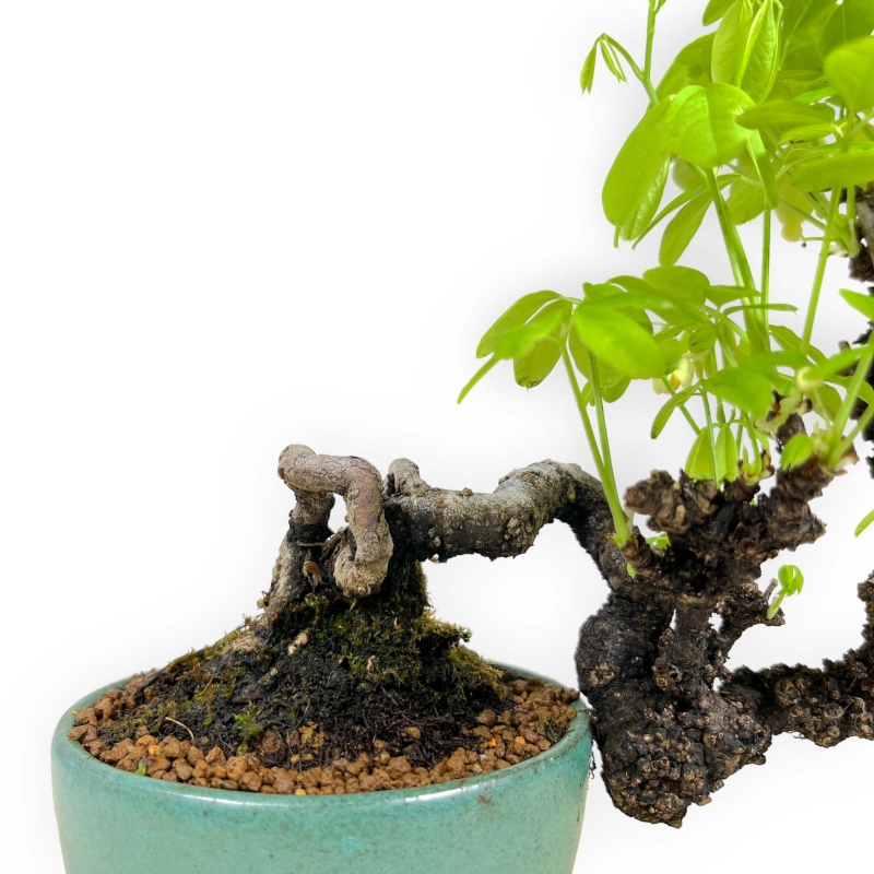 Akebia Quinata - 21,5 cm