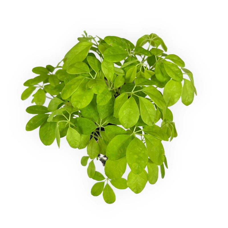 Akebia Quinata - 21,5 cm