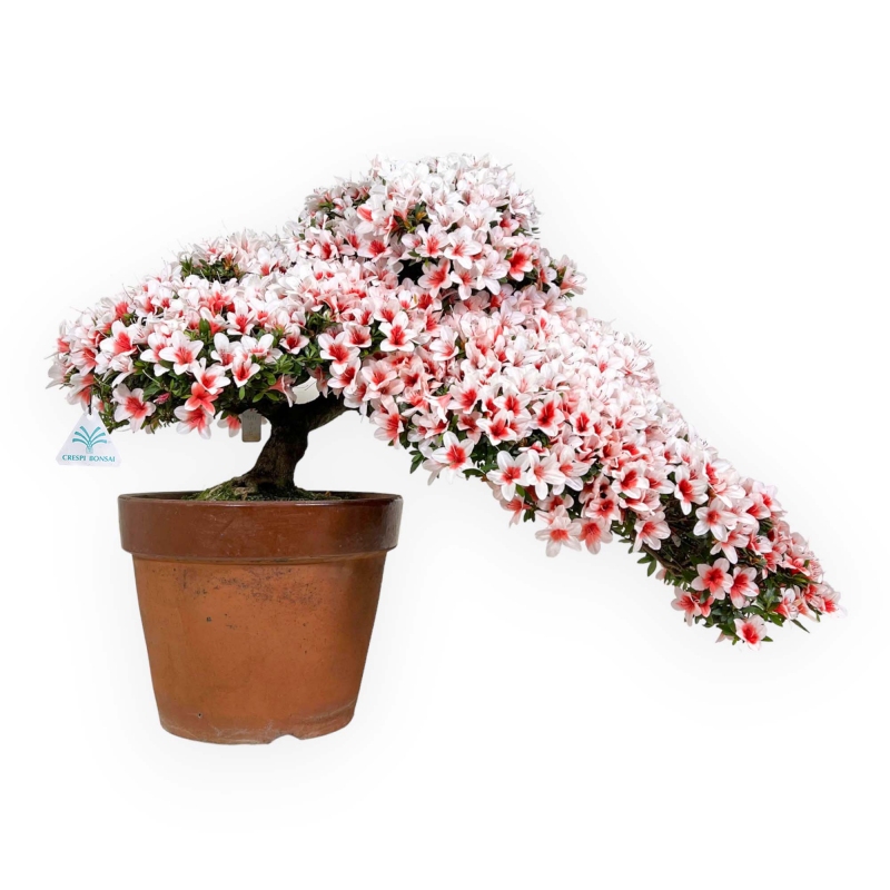 Rhododendron Indicum Hi-no-maru - Azalea - 70 cm