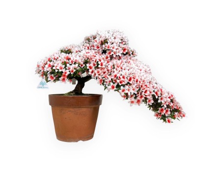 Rhododendron Indicum Hi-no-maru - Azalée - 70 cm