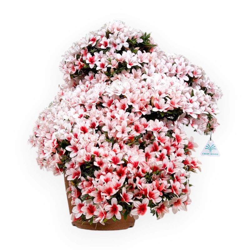 Rhododendron Indicum Hi-no-maru - Azalea - 70 cm