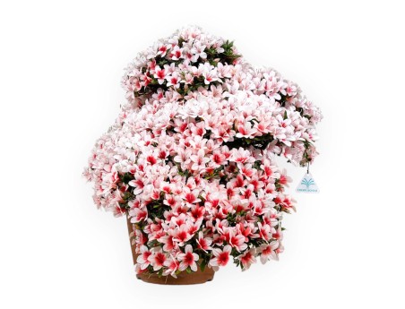 Rhododendron Indicum Hi-no-maru - Azalea - 70 cm