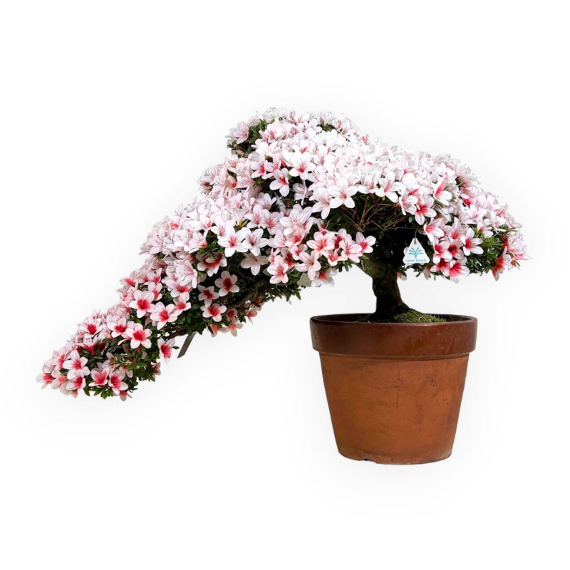 Rhododendron Indicum Hi-no-maru - Azalea - 70 cm