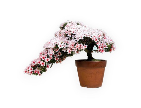 Rhododendron Indicum Hi-no-maru - Azalée - 70 cm