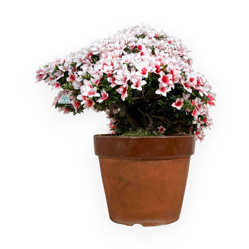 Rhododendron Indicum Hi-no-maru - Azalea - 70 cm