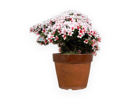 Rhododendron Indicum Hi-no-maru - Azaleas - 70 cm