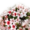 Rhododendron Indicum Hi-no-maru - Azalea - 70 cm