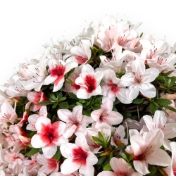 Rhododendron Indicum Hi-no-maru - Azalea - 70 cm