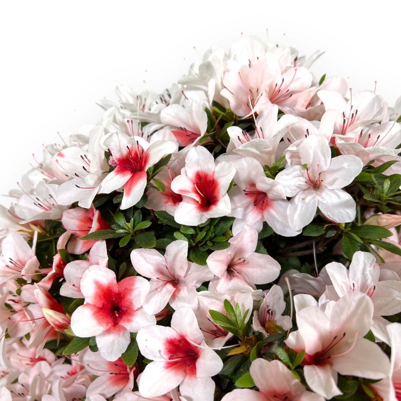 Rhododendron Indicum Hi-no-maru - Azalea - 70 cm