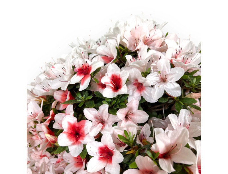 Rhododendron Indicum Hi-no-maru - Azalea - 70 cm