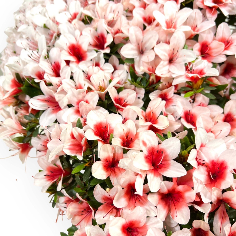 Rhododendron Indicum Hi-no-maru - Azalea - 70 cm