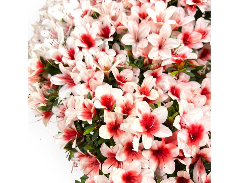 Rhododendron Indicum Hi-no-maru - Azalea - 70 cm