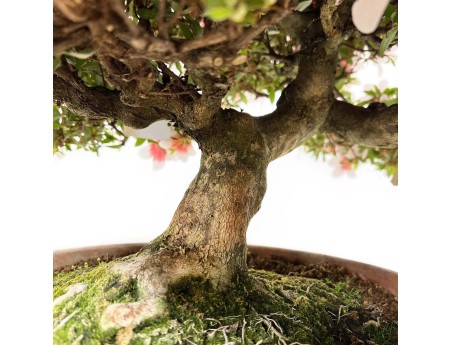 Rhododendron Indicum Hi-no-maru - Azalée - 70 cm