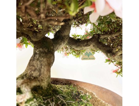 Rhododendron Indicum Hi-no-maru - Azalée - 70 cm