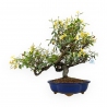 Trachelospermum asiaticum - 34 cm