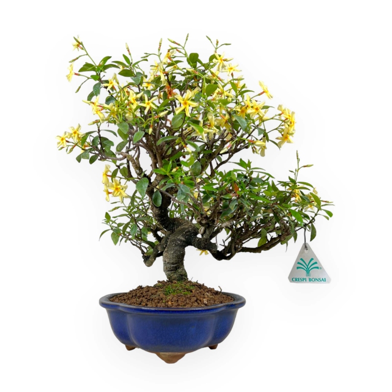 Trachelospermum asiaticum - 34 cm