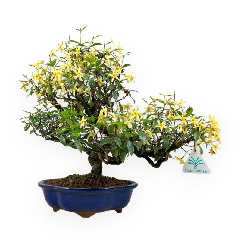 Trachelospermum asiaticum - 34 cm