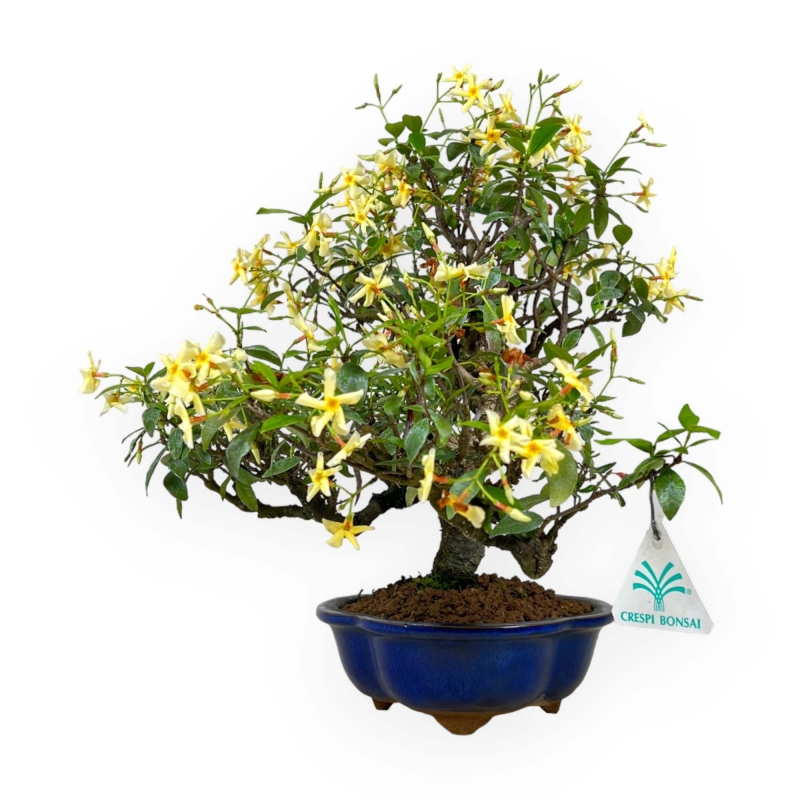 Trachelospermum asiaticum - 34 cm