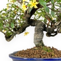 Trachelospermum asiaticum - 34 cm
