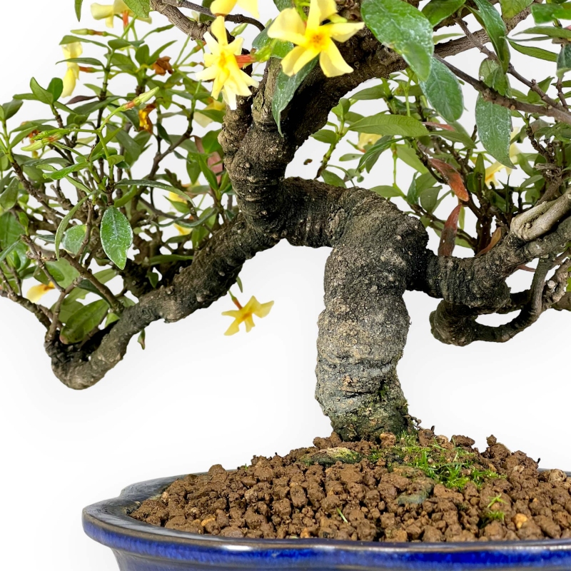 Trachelospermum asiaticum - 34 cm