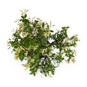 Trachelospermum asiaticum - 34 cm