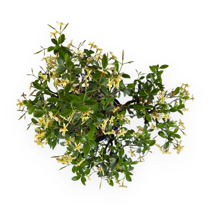 Trachelospermum asiaticum - 34 cm