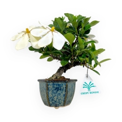Gardenia jasminoides - 24 cm
