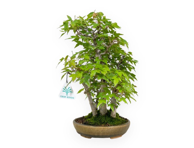 Acer buergerianum - acero - 30 cm 2