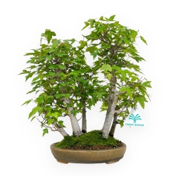 Acer buergerianum - acero - 30 cm