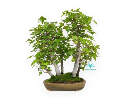 Acer buergerianum - acero - 30 cm