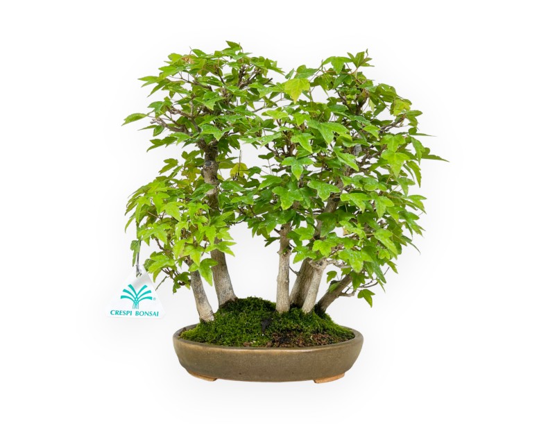Acer buergerianum - érable - 30 cm