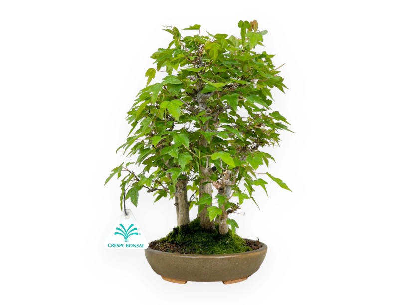 Acer buergerianum - acero - 30 cm