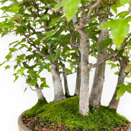 Acer buergerianum - acero - 30 cm