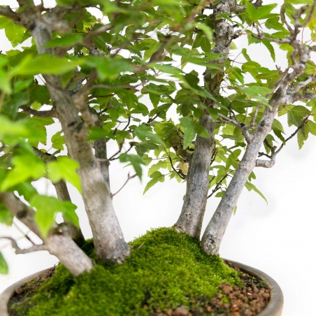 Acer buergerianum - acero - 30 cm