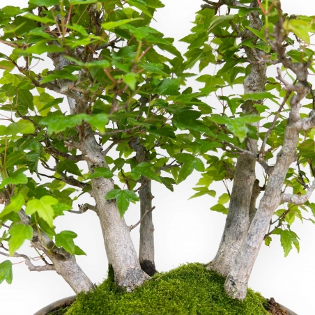 Acer buergerianum - acero - 30 cm