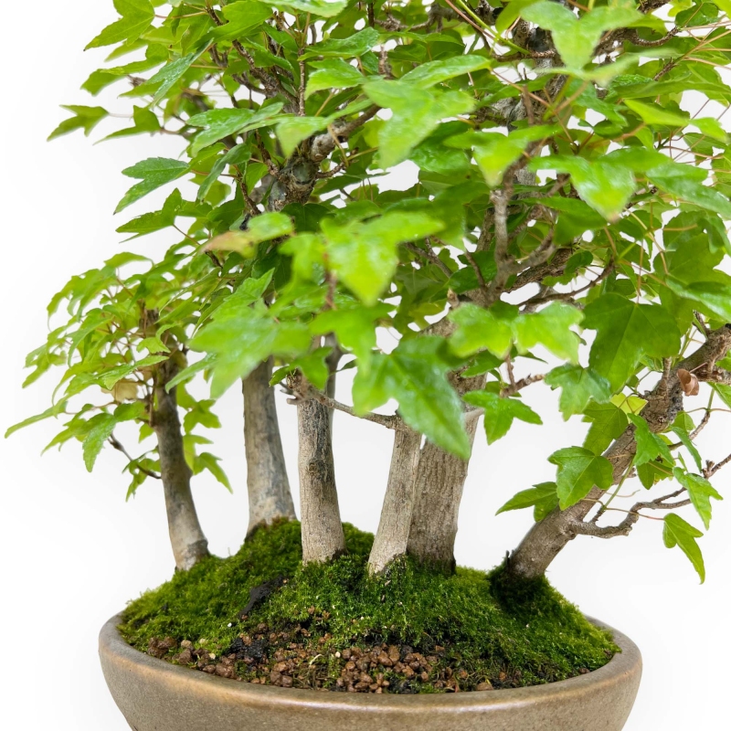 Acer buergerianum - Ahorn - 30 cm