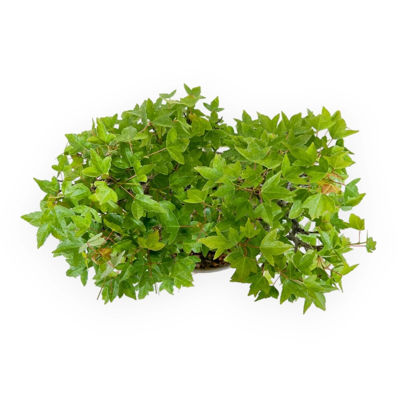 Acer buergerianum - Ahorn - 30 cm