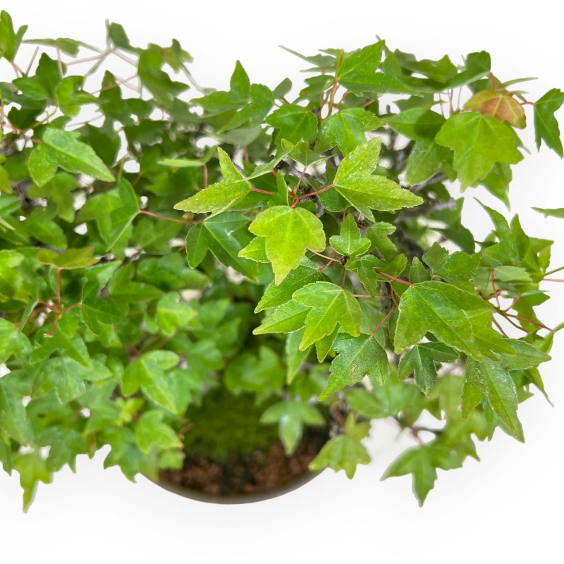 Acer buergerianum - maple - 30 cm