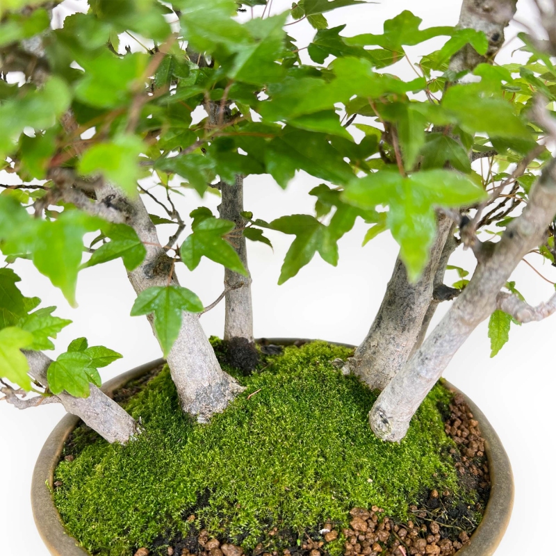 Acer buergerianum - acero - 30 cm