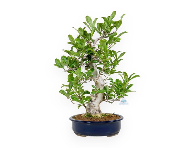 Magnolia kobus - 62 cm