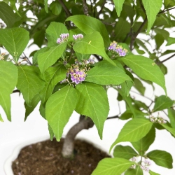Callicarpa japonica - Japanese beautyberry - 60 cm
