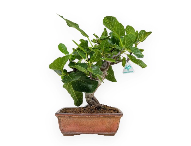 Ficus carica - Figue - 40 cm 2